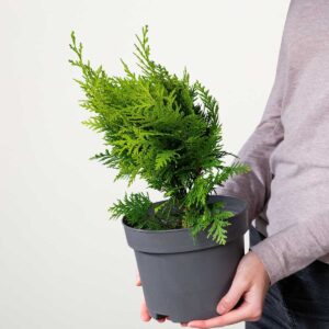 Scheinzypresse 'Stardust'