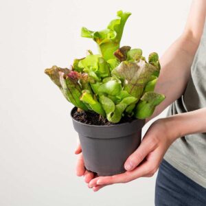 Schlauchpflanze 'Montana'