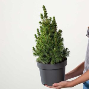 Zuckerhutfichte 'Conica' XL