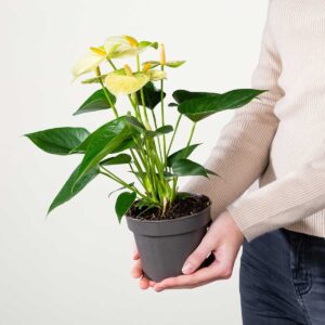 Flamingoblume 'Vanilla'