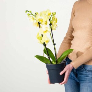 Phalaenopsis 'Green Mile'