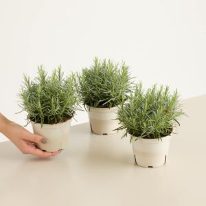 BIO Currykraut - 3 Stück