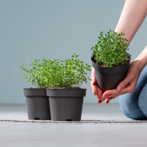 BIO Rosenthymian - 3 Stück