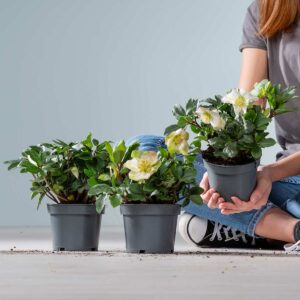 Christrose 'Christmas Carol' - 3 Stück