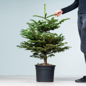 BIO Weihnachtsbaum im Topf