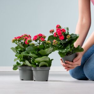 Kalanchoe 'Calandiva' Rosa - 3 Stück M