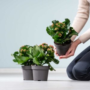 Kalanchoe 'Calandiva' Rot - 3 Stück M