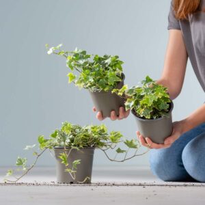 Weißbunter Efeu - 3 Stück