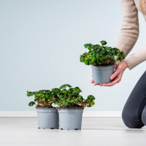 Glücksklee 'Iron Cross' - 3 Stück M