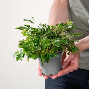 Mimose 'Pudica' - 3 Stück