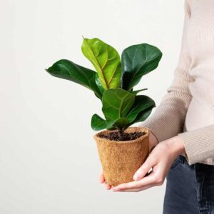 Geigenfeige - plastikfrei M