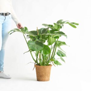 Monstera 'Deliciosa' - plastikfrei