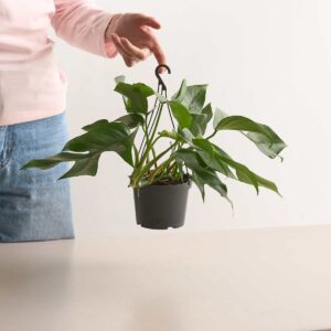 Monstera 'Minima' - Ampel