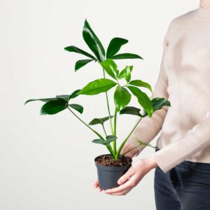 Philodendron 'Dino Feet'