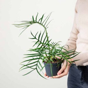 Philodendron 'Tortum'