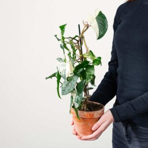 Purpurtute 'Albo Variegata' - im Tontopf