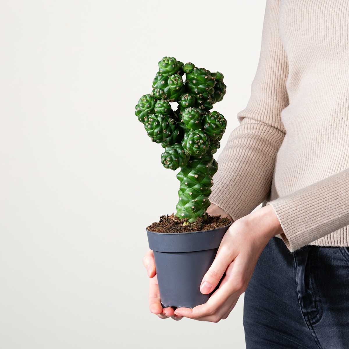 Euphorbie 'Ritchiei'