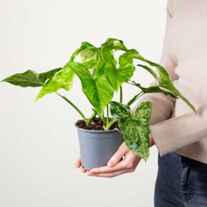 Purpurtute 'Mottled Mojito'