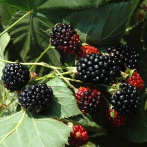 BIO Himbeere 'Black Jewel'