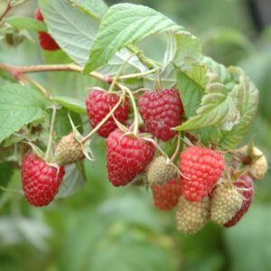 BIO Himbeere 'Meeker®'