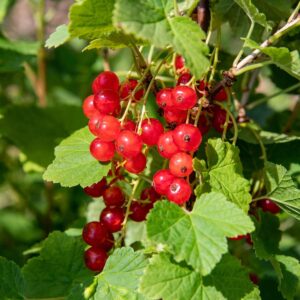 BIO Rote Johannisbeere 'Jonkheer van Tets'