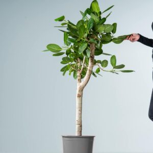 Indische Feige 'Benghalensis' L