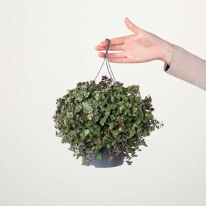 Kriechendes Schönpolster 'Callisia'