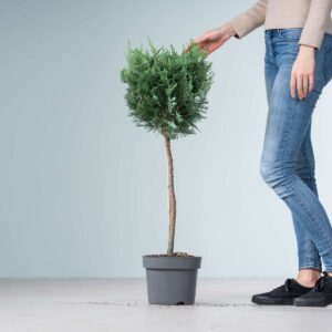 Scheinzypresse 'Columnaris' - Stämmchen