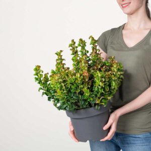 Traubenmyrte 'Curly Red' L