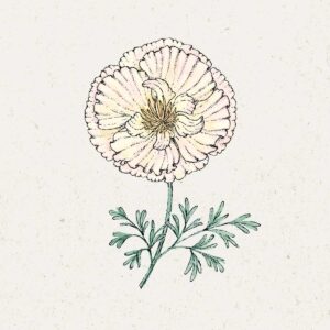 Jora Dahl Saatgut Goldmohn 'Thai Silk Pink Champagne'