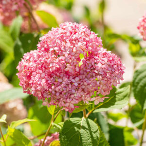 Waldhortensie 'Pink Annabelle®' M