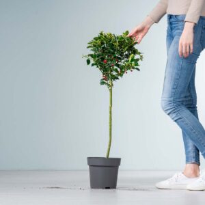 Stechpalme 'Blue Maid' - Stämmchen