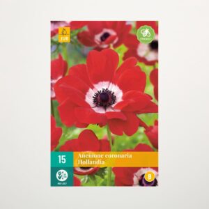 Anemone 'Hollandia' - 15 Knollen