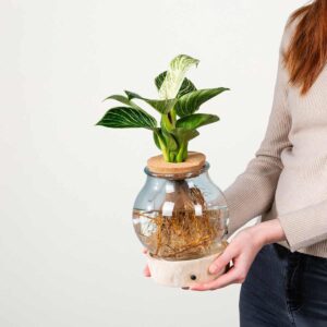 Waterplant Philodendron 'White Wave' im Glas mit LED