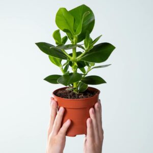 Clusia rosea 'Princess' S