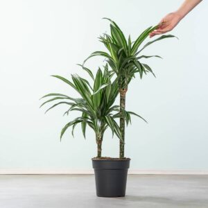 Drachenbaum 'Ulises'