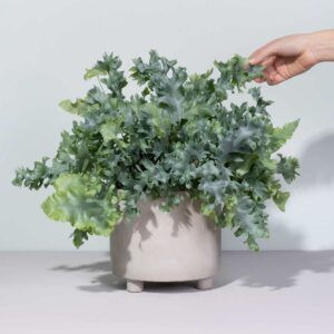 Phlebodium 'Davana' M