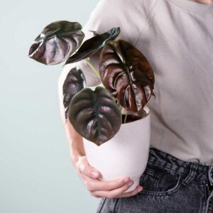 Alocasia 'Red Secret'