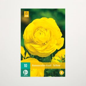 Ranunkel gelb - 10 Knollen