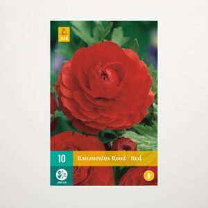 Ranunkel rot - 10 Knollen