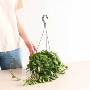 Aeschynanthus 'Pink Polka'