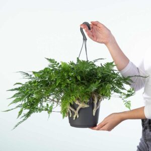 Hasenfuß-Farn 'Humata'