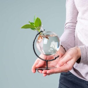 Waterplant Balsamapfel 'Rosea' im Victoriaglas