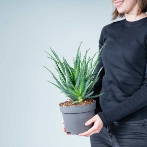 Aloe 'Arborescens' M