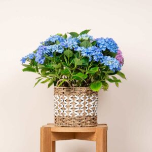 Seegras Korb Geflochten - 22 cm