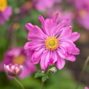 Herbst-Anemone 'Prinz Heinrich' - 3 Stück