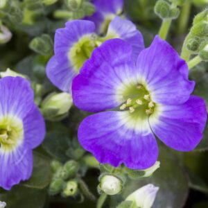 Blaukissen Blau - 3 Stück