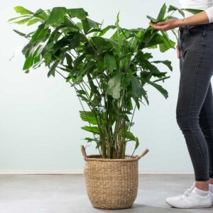 Fischschwanzpalme XL