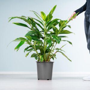 Muschelingwer 'Variegata'