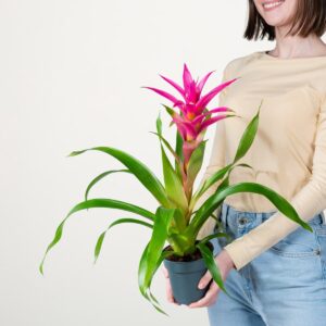 Guzmania 'Suerte Cerise'